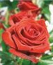 Engelsrose Carmen - Beruf & Arbeitsleben - Liebe & Partnerschaft - Medium & Channeling - Hellsehen & Wahrsagen - Tarot & Kartenlegen Engelsrose Carmen - Beruf & Arbeitsleben - Liebe & Partnerschaft - Medium & Channeling - Hellsehen & Wahrsagen - Tarot & Kartenlegen