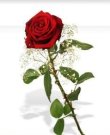 Jenny - Tarot & Kartenlegen - Liebe & Partnerschaft - Beruf & Arbeitsleben - Sonstige Bereiche - Psychologische Lebensberatung Jenny - Tarot & Kartenlegen - Liebe & Partnerschaft - Beruf & Arbeitsleben - Sonstige Bereiche - Psychologische Lebensberatung